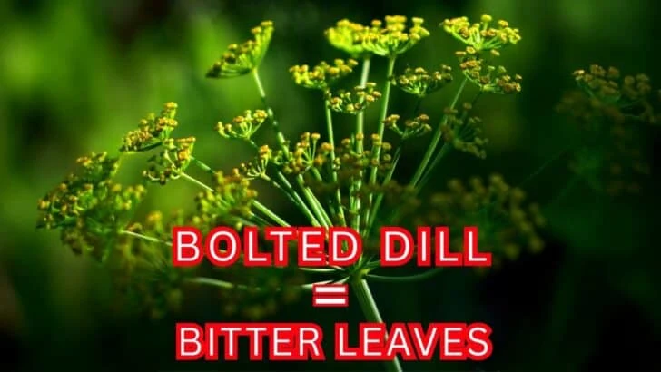 9 Plants That Hate September Weather