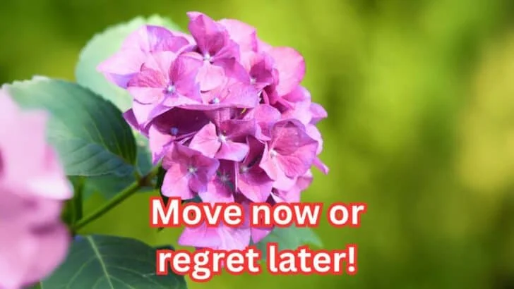 7 Plants You&rsquo;ll Wish You Moved Before Winter