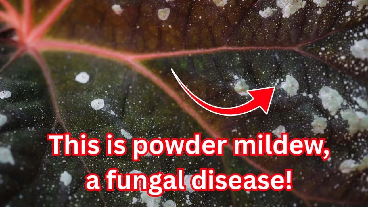 7 Clues That Tell You If It&rsquo;s Pests or Fungus 5