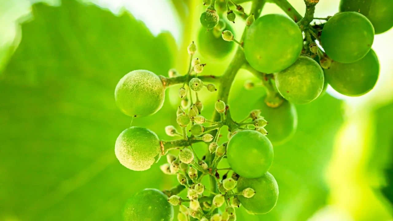 8 Things Gardeners Waste Time On in September 3