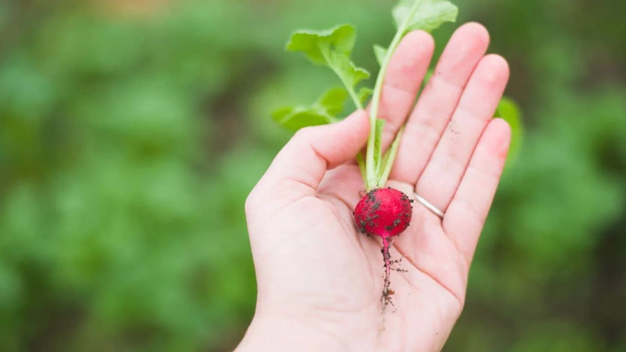 8 Things Gardeners Waste Time On in September 6