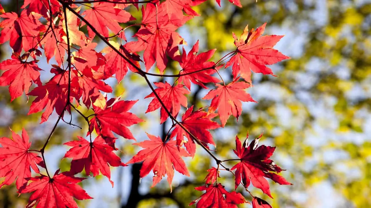 15 Spectacular Fall Plants (and Which Ones You Can Still Plant Now) 2
