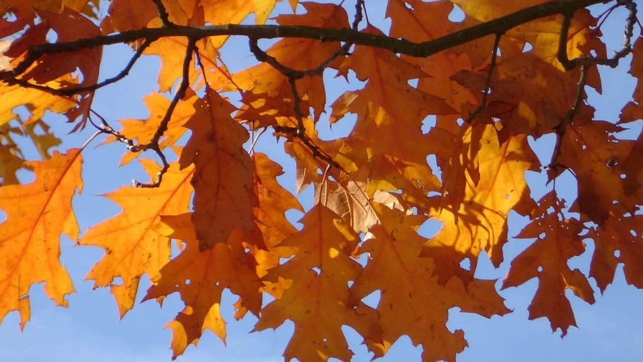 15 Spectacular Fall Plants (and Which Ones You Can Still Plant Now) 3