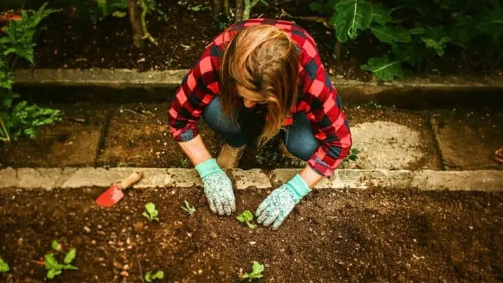 9 Tricks to Revive Faded Beds Before Fall
