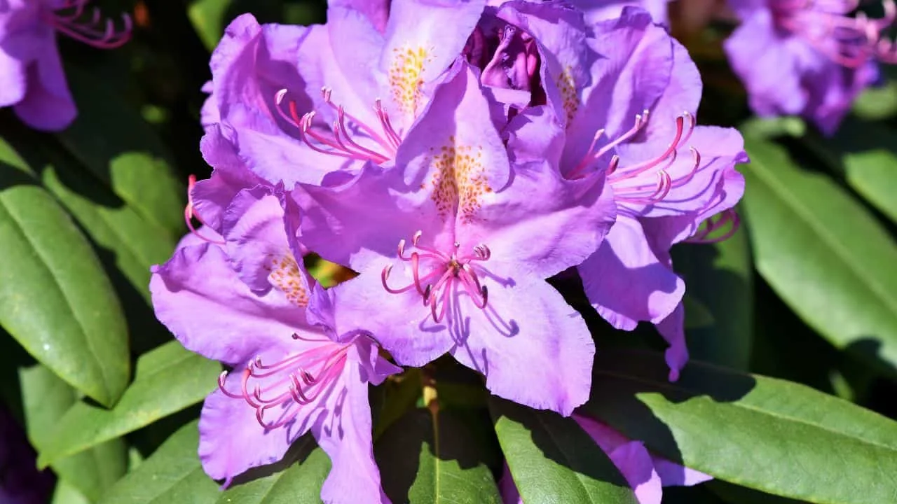 10 Dangerous Plants You Should Never Grow Near Kids or Pets 9