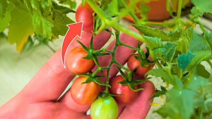 The August Trick That Makes Tomatoes Ripen Weeks Faster