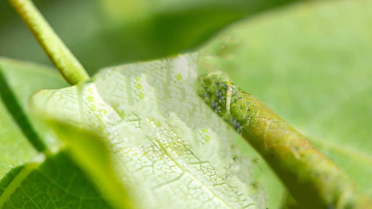 9 Signs Your Plants Are Begging for Water in Late Summer 2