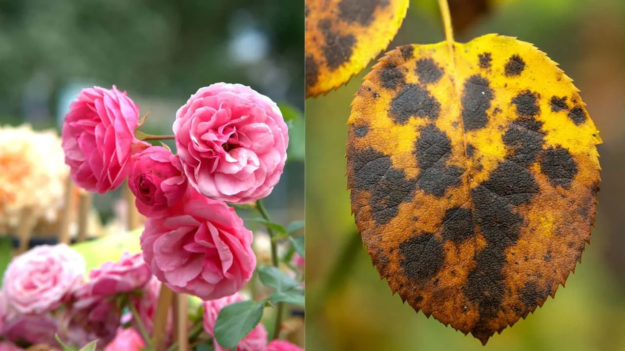 7 Mistakes People Make With Roses in August 7