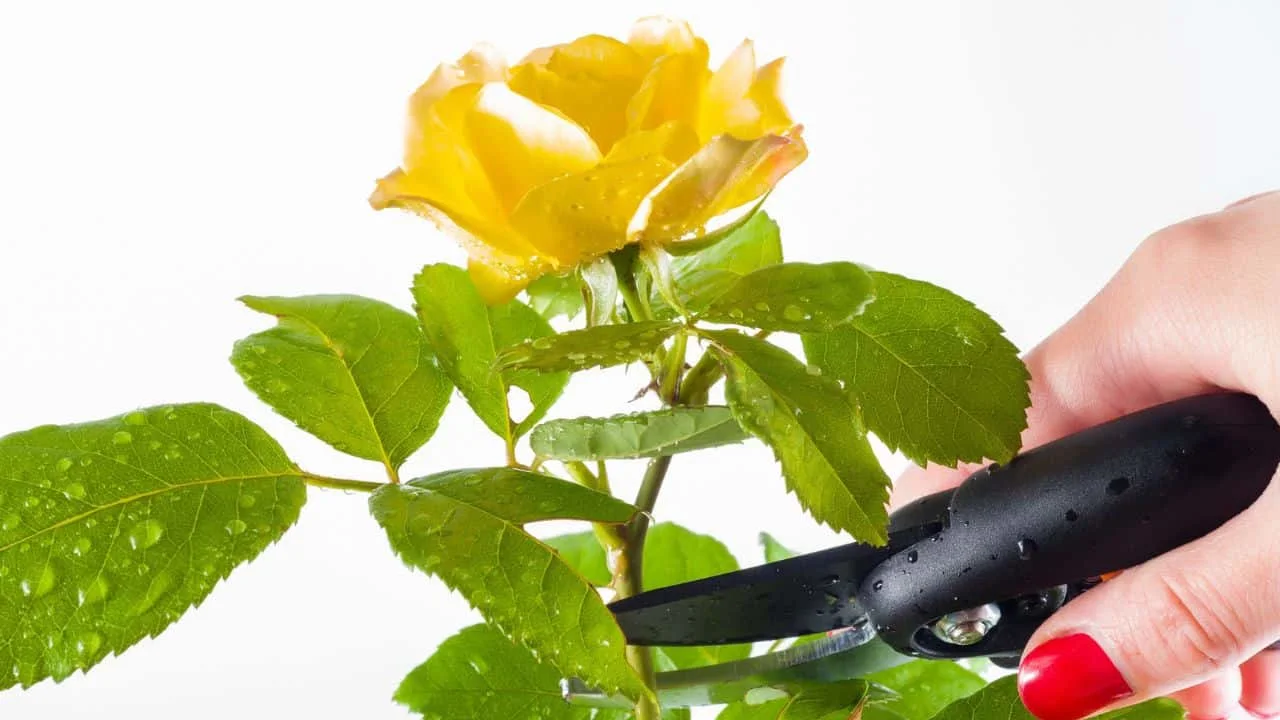7 Mistakes People Make With Roses in August 6