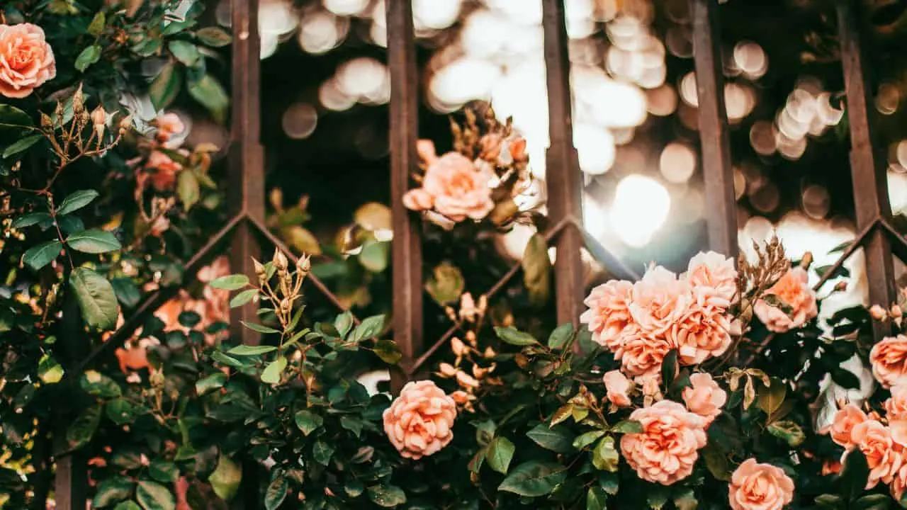 11 Best Plants to Take Cuttings From in September 5