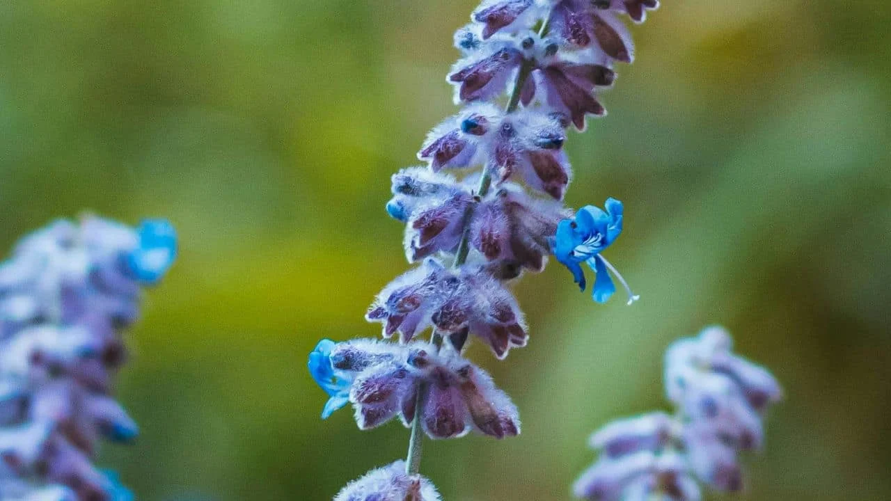 7 August Plants for Fall Drama 2