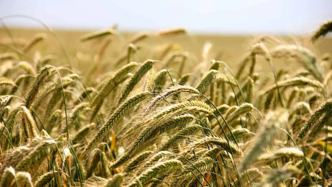Why Cover Crops Are the Smartest Fall Move 5