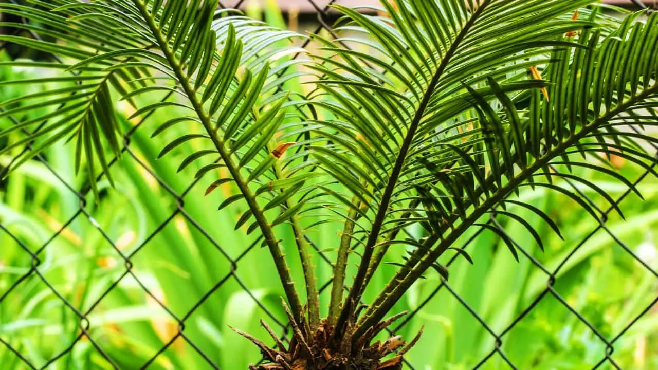 10 Dangerous Plants You Should Never Grow Near Kids or Pets 10