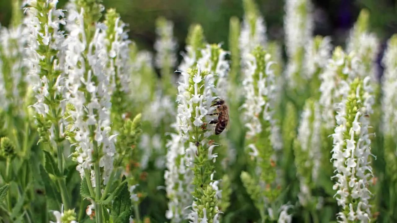 12 Plants You Should Cut Back in August (And 6 You Should Leave Alone for Now) 12
