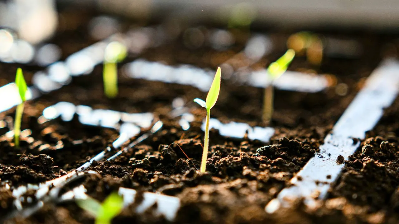 15 Expensive Garden Products You Can Replace for Free 2