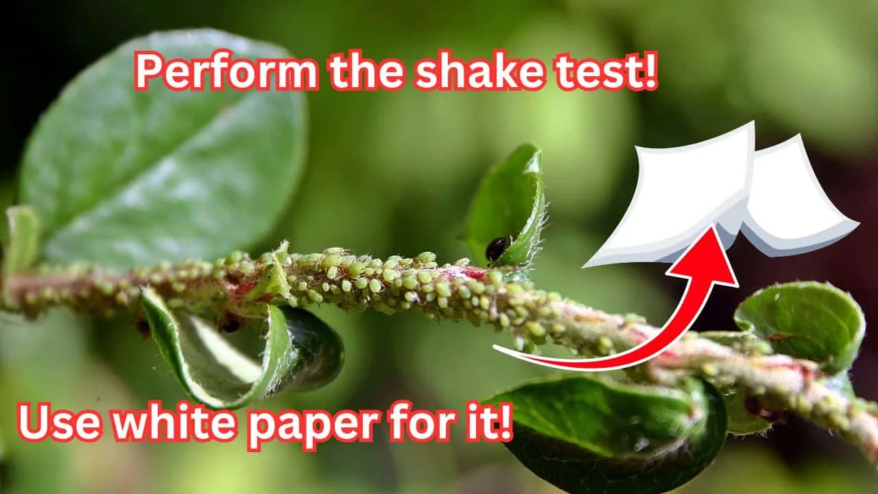 7 Clues That Tell You If It&rsquo;s Pests or Fungus 4