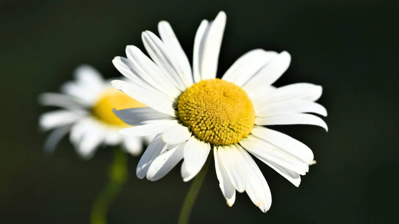 12 Plants You Should Cut Back in August (And 6 You Should Leave Alone for Now) 1