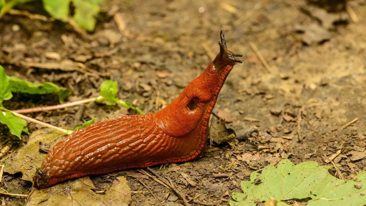 9 Fall Garden Pests Ranked From Nuisance to Nightmare 2