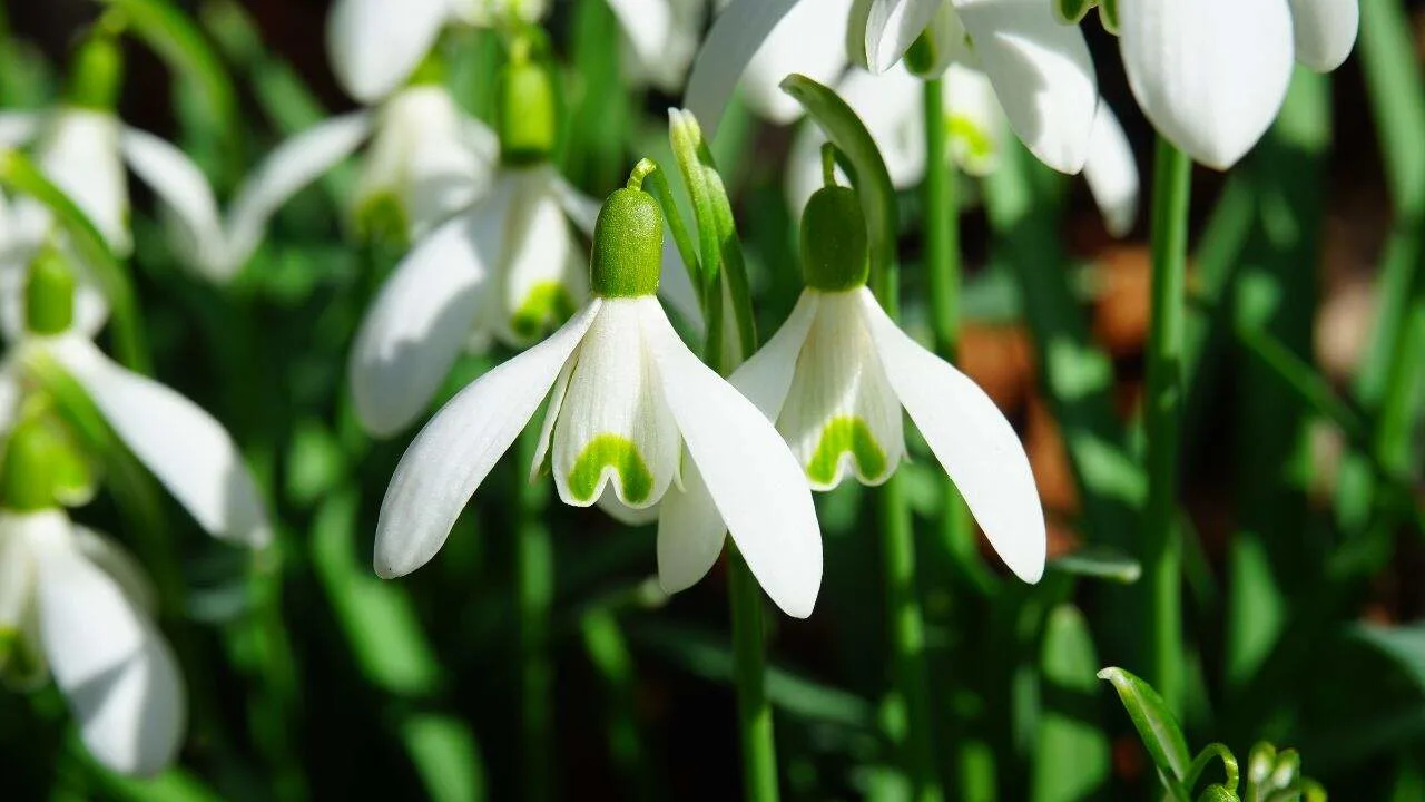 Plant Bulbs Now or Miss Out Next Spring 6