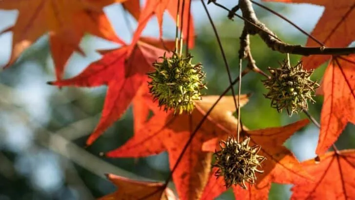 15 Spectacular Fall Plants (and Which Ones You Can Still Plant Now)