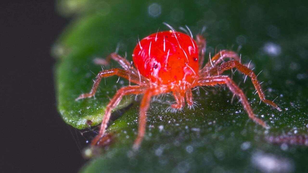 9 Fall Garden Pests Ranked From Nuisance to Nightmare 4