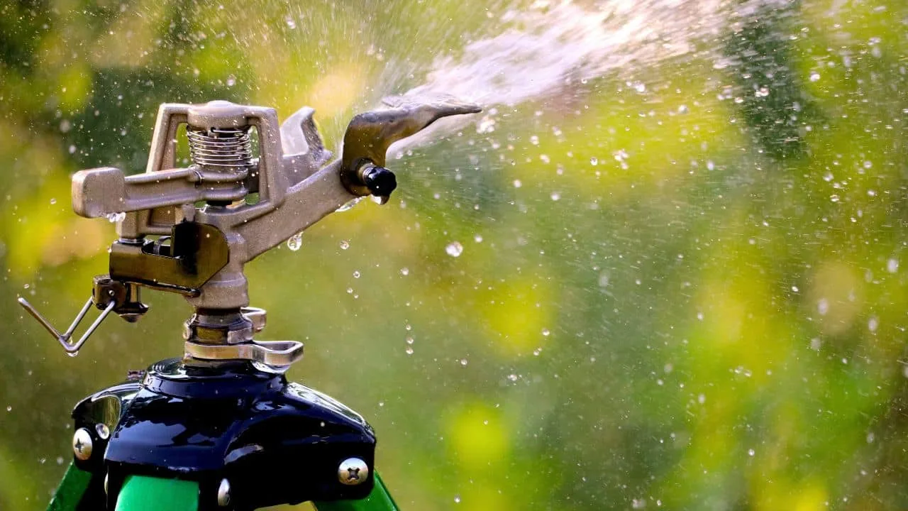 9 Late-Summer Garden Bargains You Should Grab Now 6