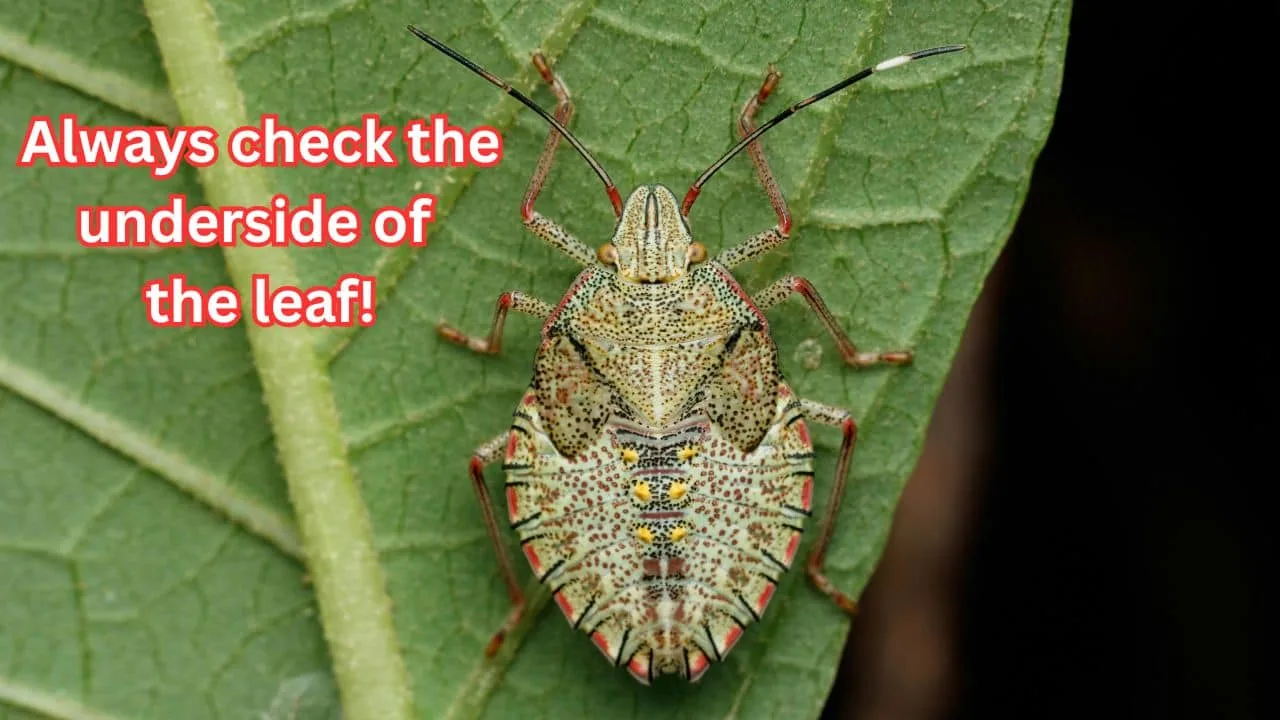 7 Clues That Tell You If It&rsquo;s Pests or Fungus 2