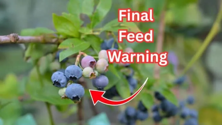What to Stop Fertilizing and When