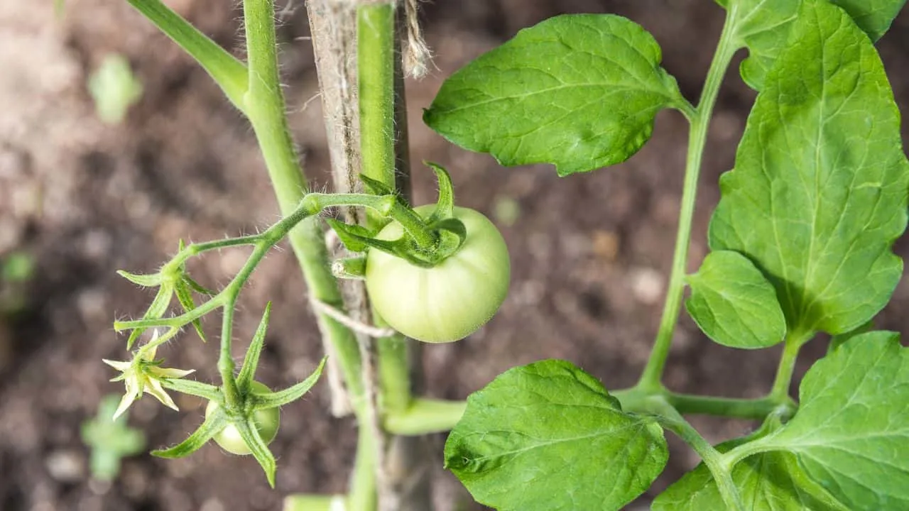 9 Signs Your Plants Are Begging for Water in Late Summer 4