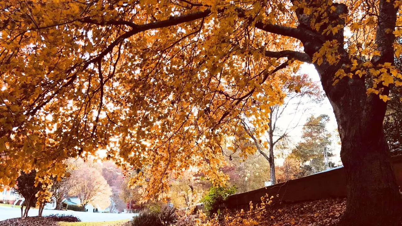 15 Spectacular Fall Plants (and Which Ones You Can Still Plant Now) 1