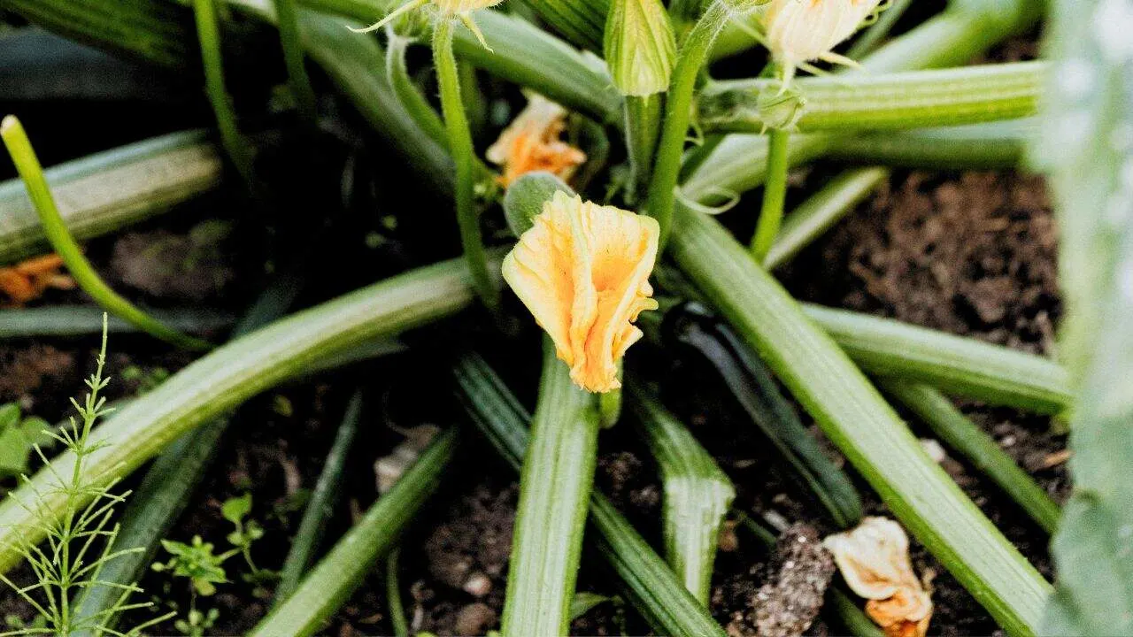 17 Garden Favorites That Love Your Kitchen Scraps 8