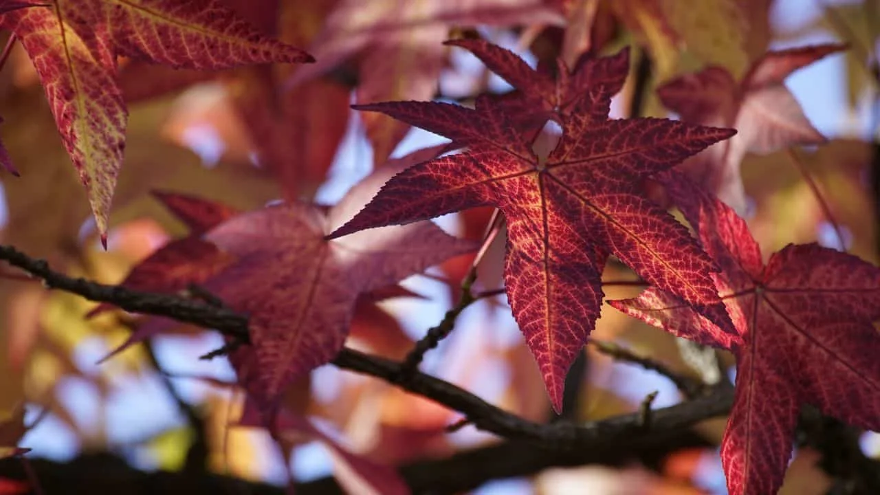 15 Spectacular Fall Plants (and Which Ones You Can Still Plant Now) 4