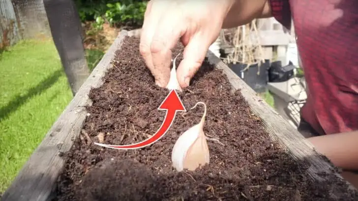 The Two Best Ways to Plant Garlic