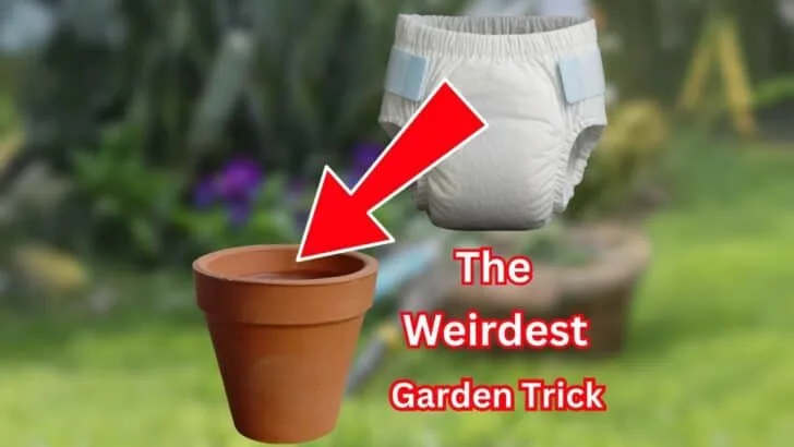 Why Gardeners Are Suddenly Using Baby Diapers