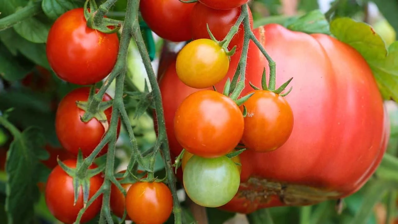 9 Plants That Hate September Weather 3