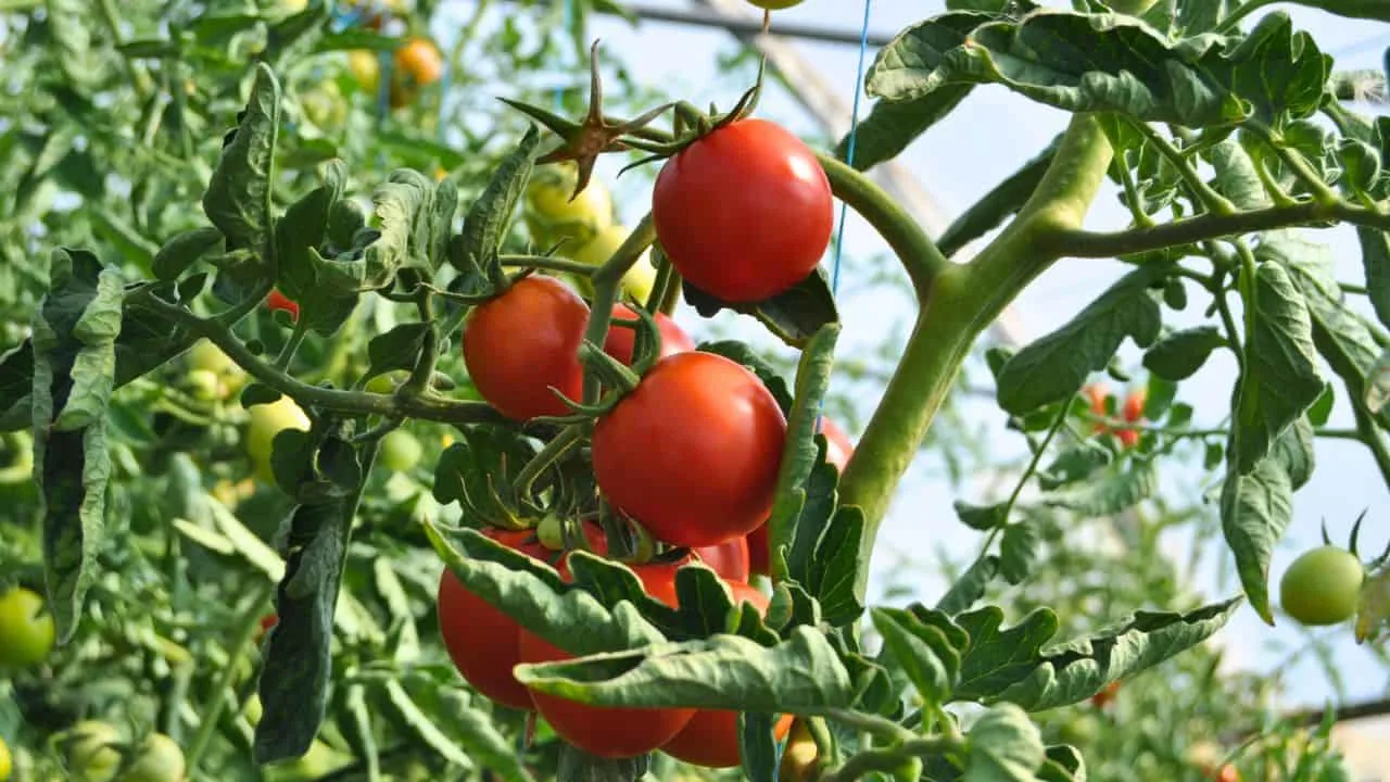 12 Plants You Should Cut Back in August (And 6 You Should Leave Alone for Now) 10