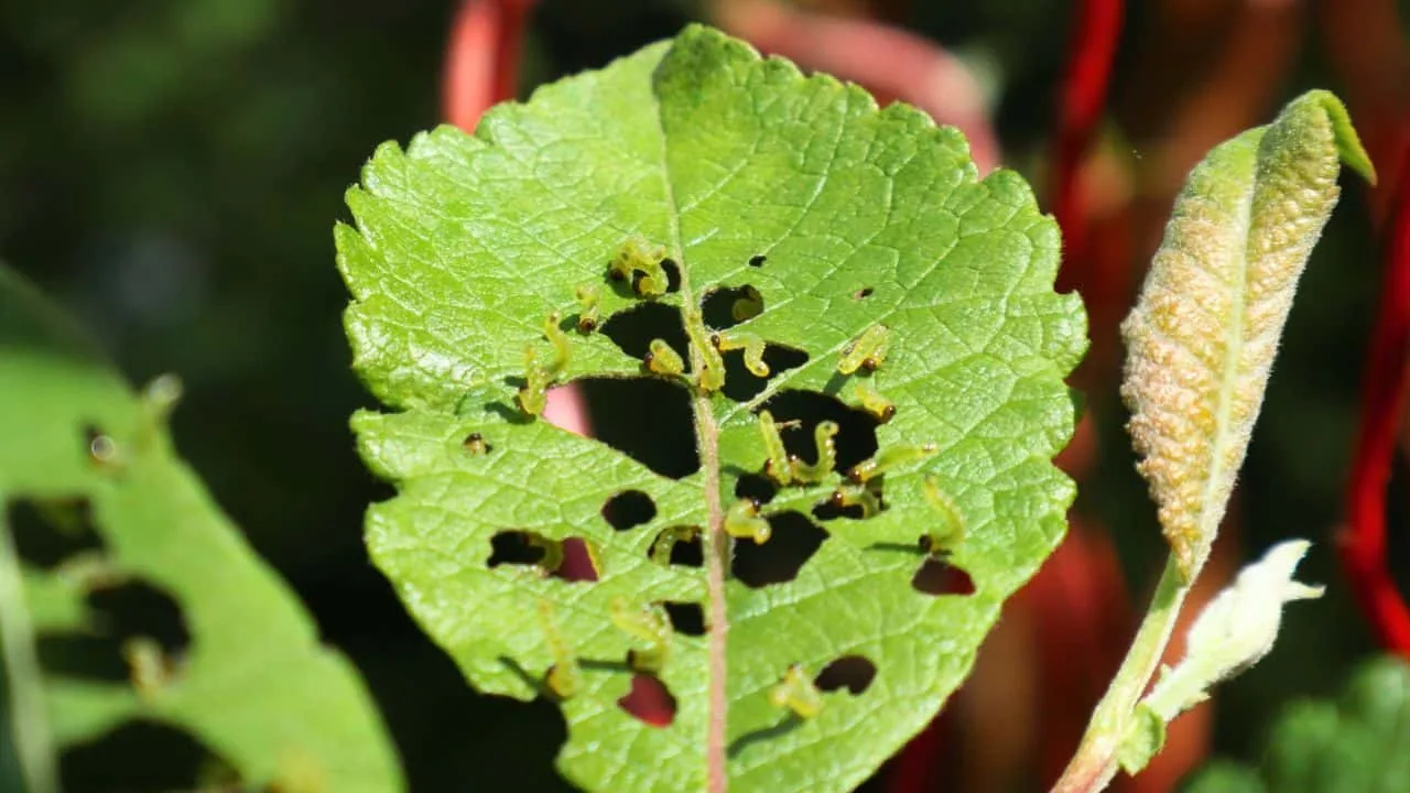 8 Things Gardeners Waste Time On in September 8