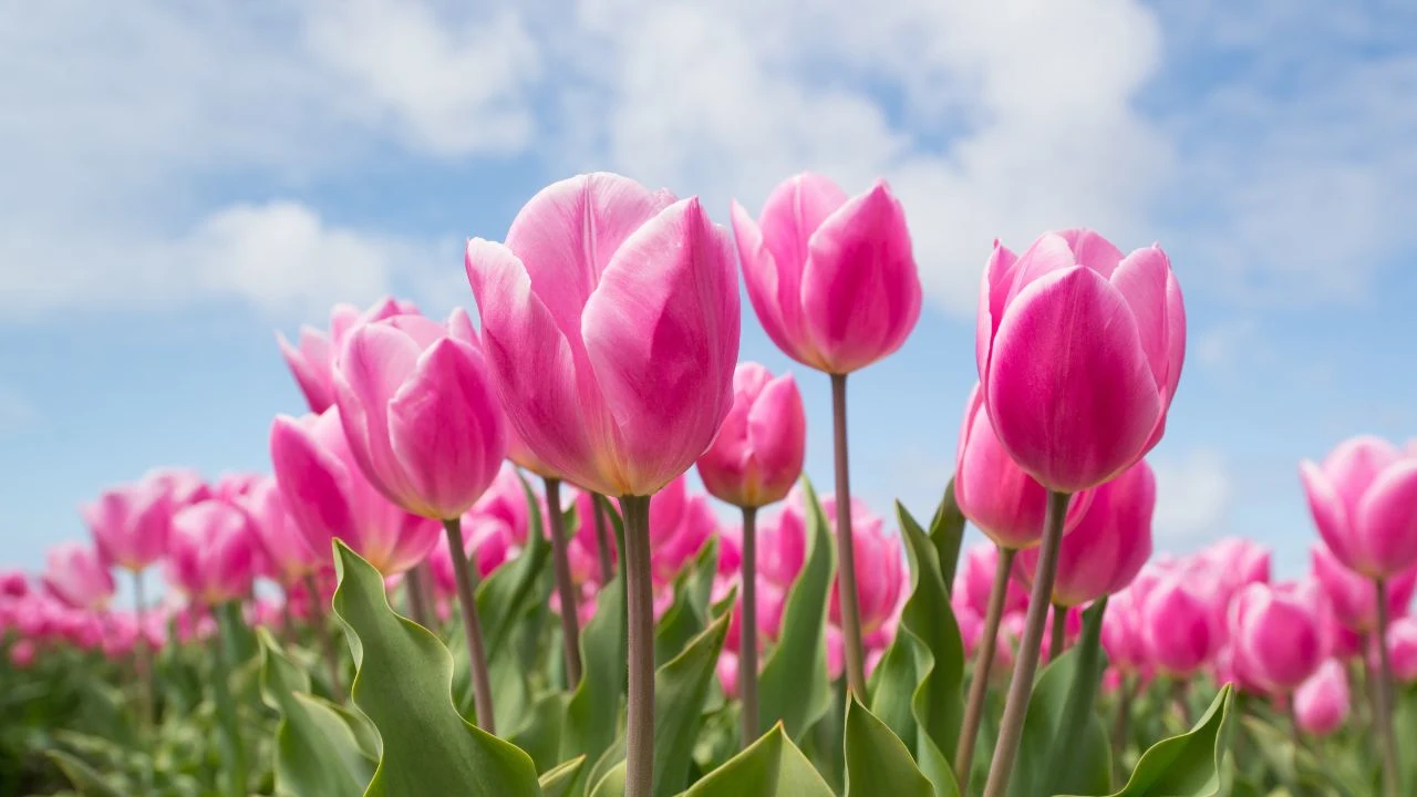 Plant Bulbs Now or Miss Out Next Spring 1