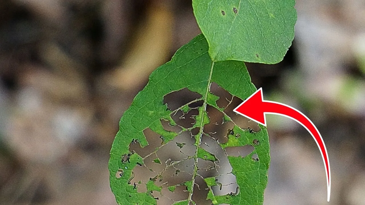 7 Clues That Tell You If It&rsquo;s Pests or Fungus 1