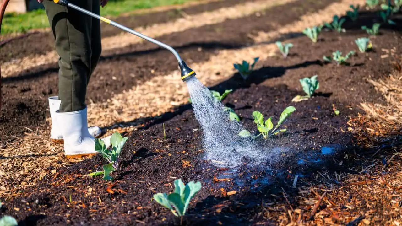 10 Lawn Fixes You Must Do Now 4