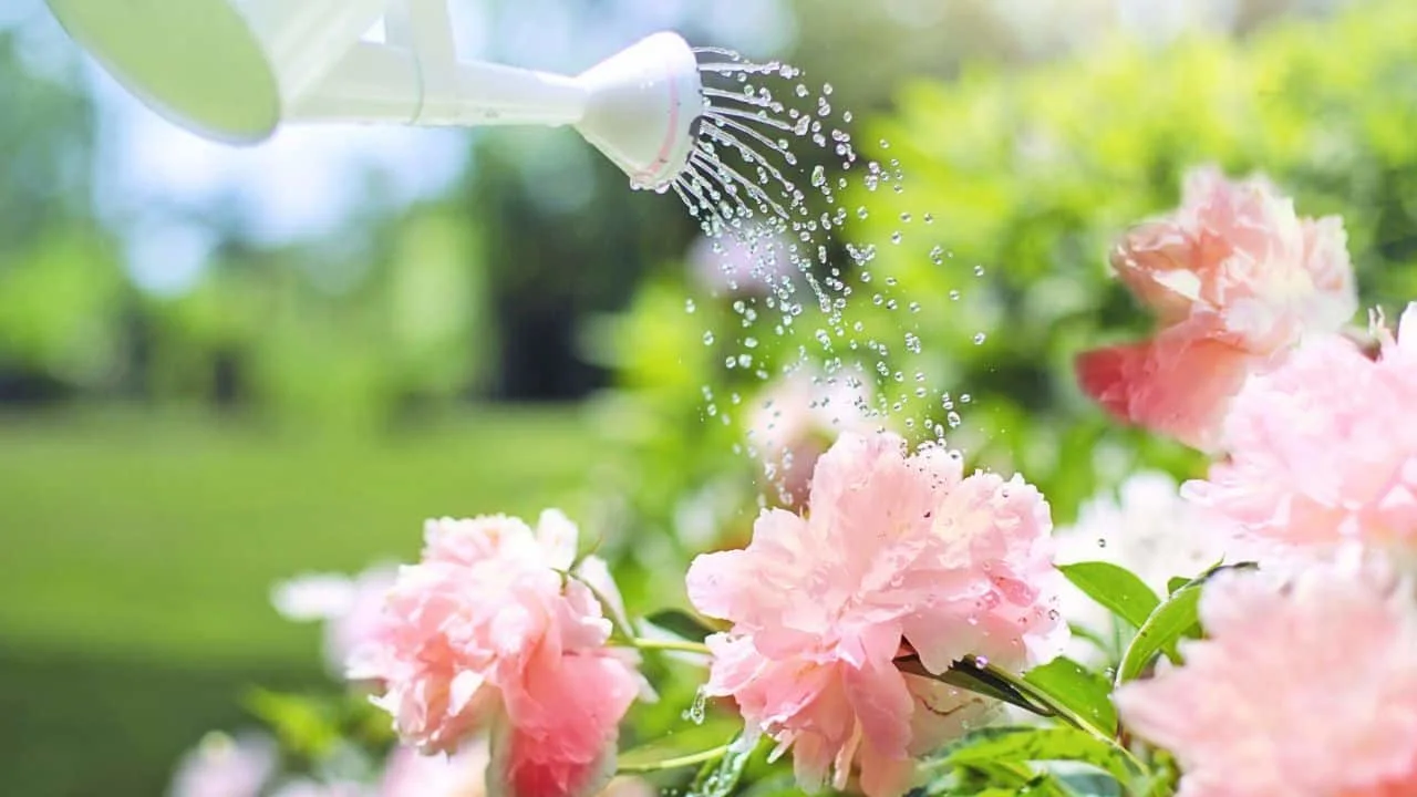 10 Gardening Rules You Can Totally Break (And Still Get Amazing Results) 4