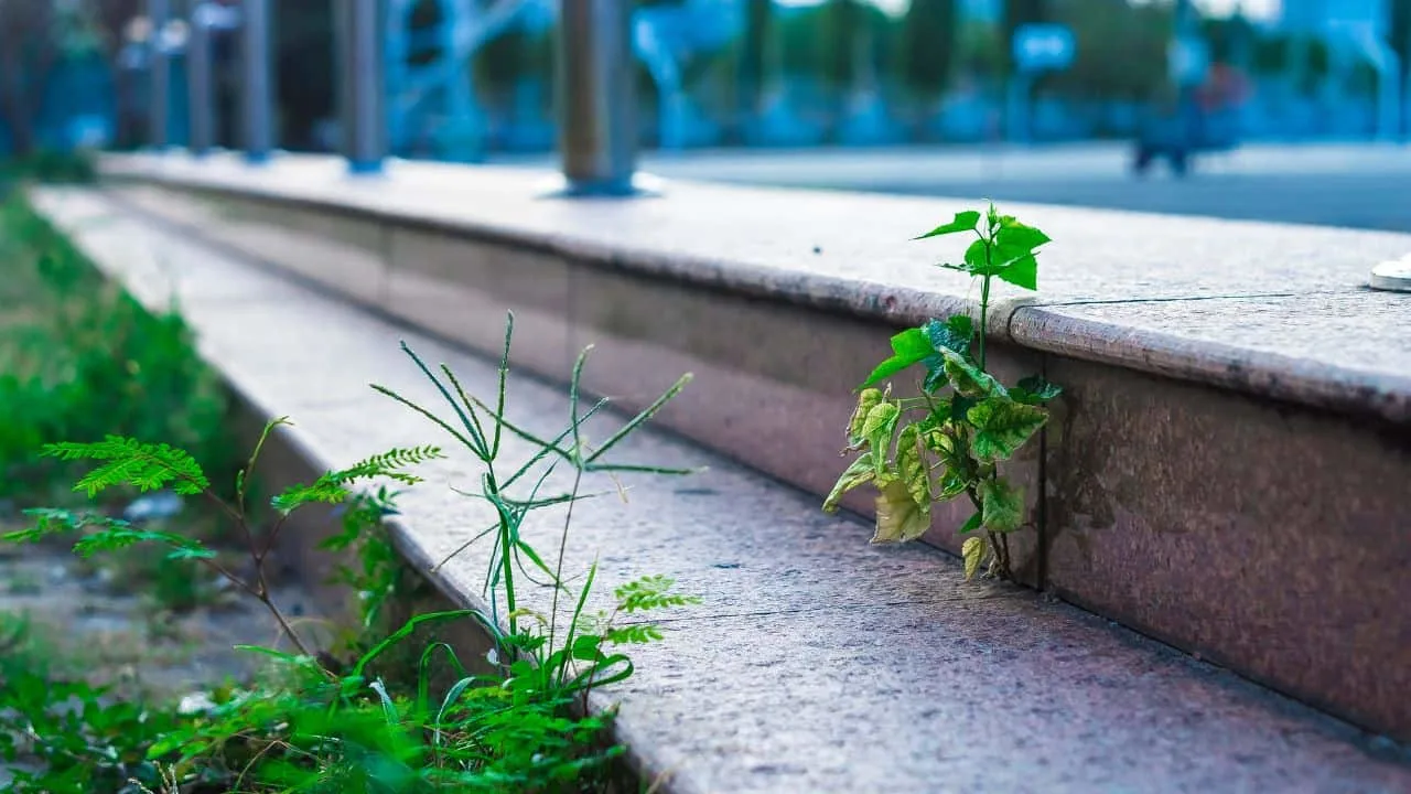 10 Things You Should Rip Out of Your Garden This Weekend 6