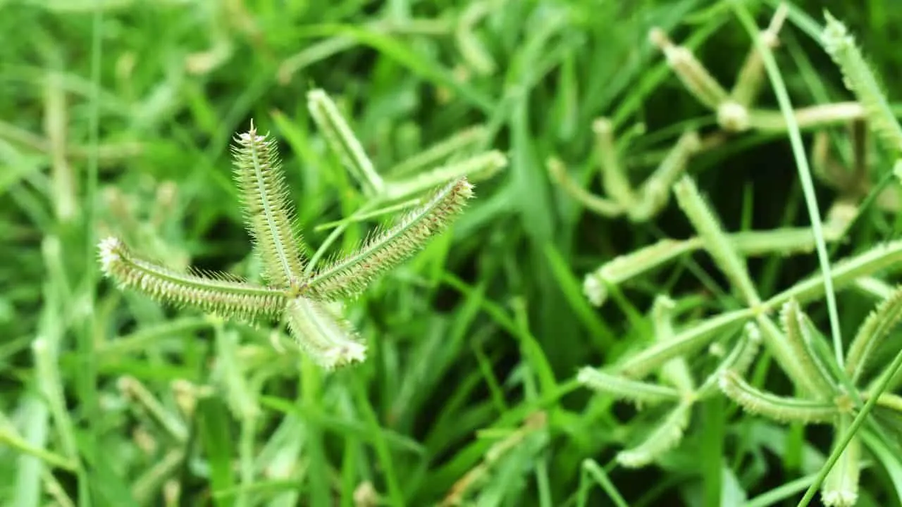 10 Lawn Fixes You Must Do Now 5