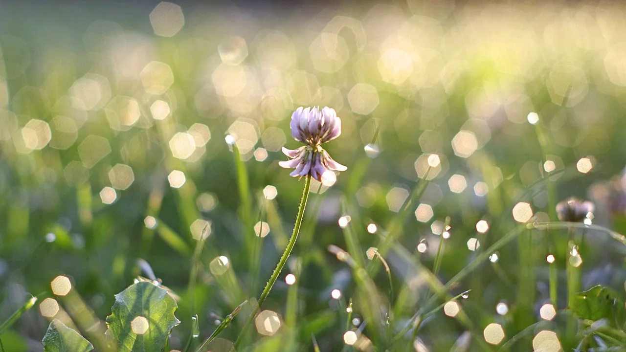 Why Cover Crops Are the Smartest Fall Move 1