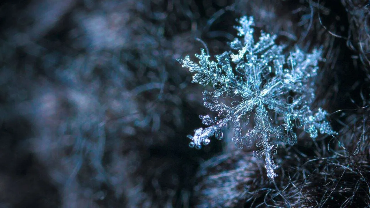 The First Frost Is Coming &mdash; Now What? 3