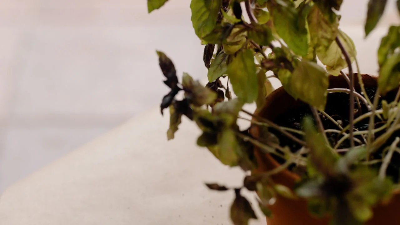 9 Signs Your Plants Are Begging for Water in Late Summer 1
