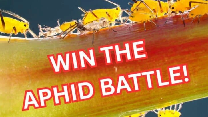 August Aphids Are Taking Over &mdash; Here&rsquo;s How to Stop Them
