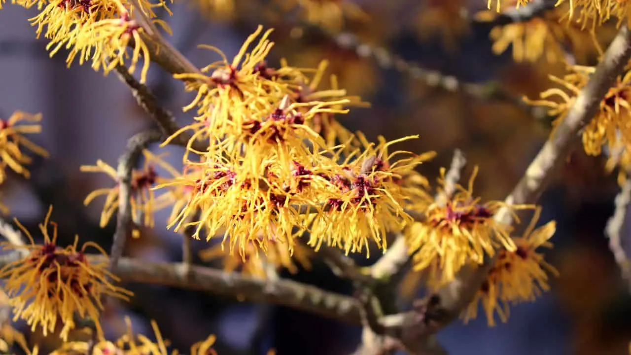 15 Spectacular Fall Plants (and Which Ones You Can Still Plant Now) 7