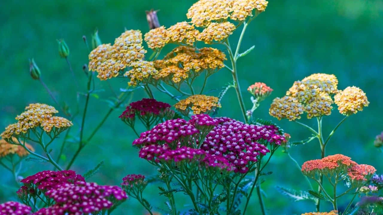 12 Plants You Should Cut Back in August (And 6 You Should Leave Alone for Now) 6