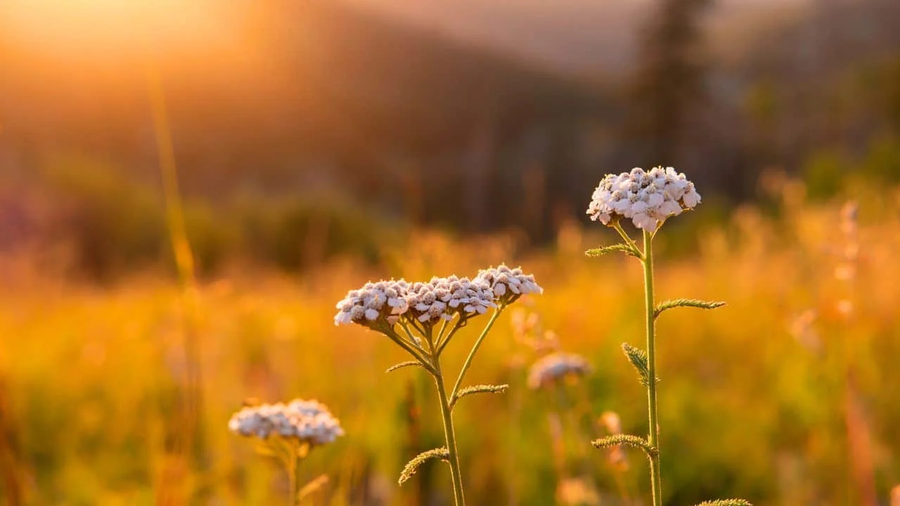 11 Garden Plants That Make Surprisingly Good Tea 8